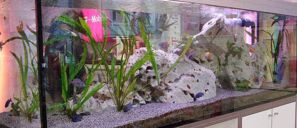 Aquarium in einem Ladengeschäft in Freiburg