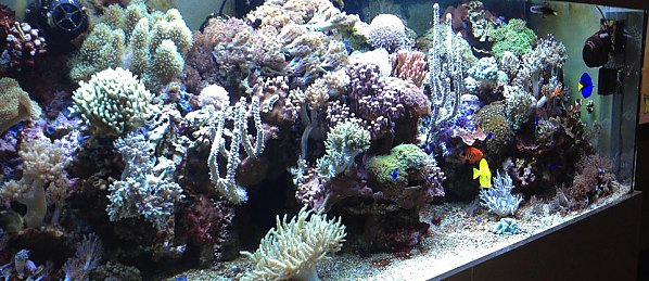 Meerwasseraquarium mit Korallen
