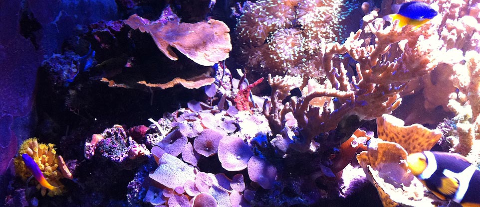 Meerwasseraquarium mit Korallen